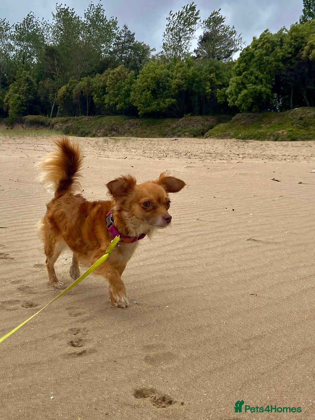 Chorkie dogs for sale: Small Fluffy Chihuahua Mix - Image 1