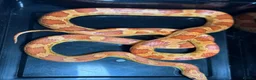 Corn Snake reptiles for sale: Corn snakes WOW AMAZING  - Advert 8