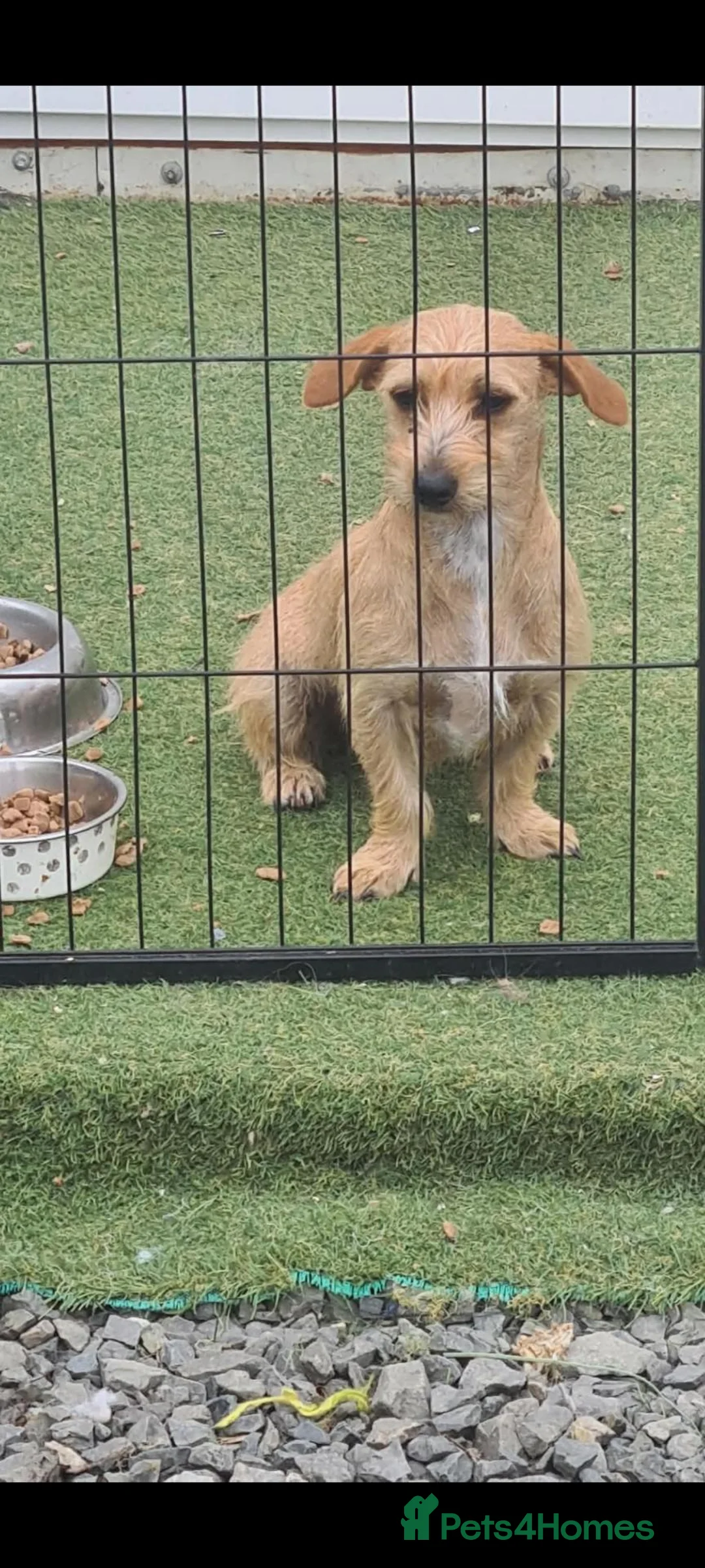 Mixed Breed dogs for adoption: Tee tee. 6 inch tall.  in Brentwood - Advert 2
