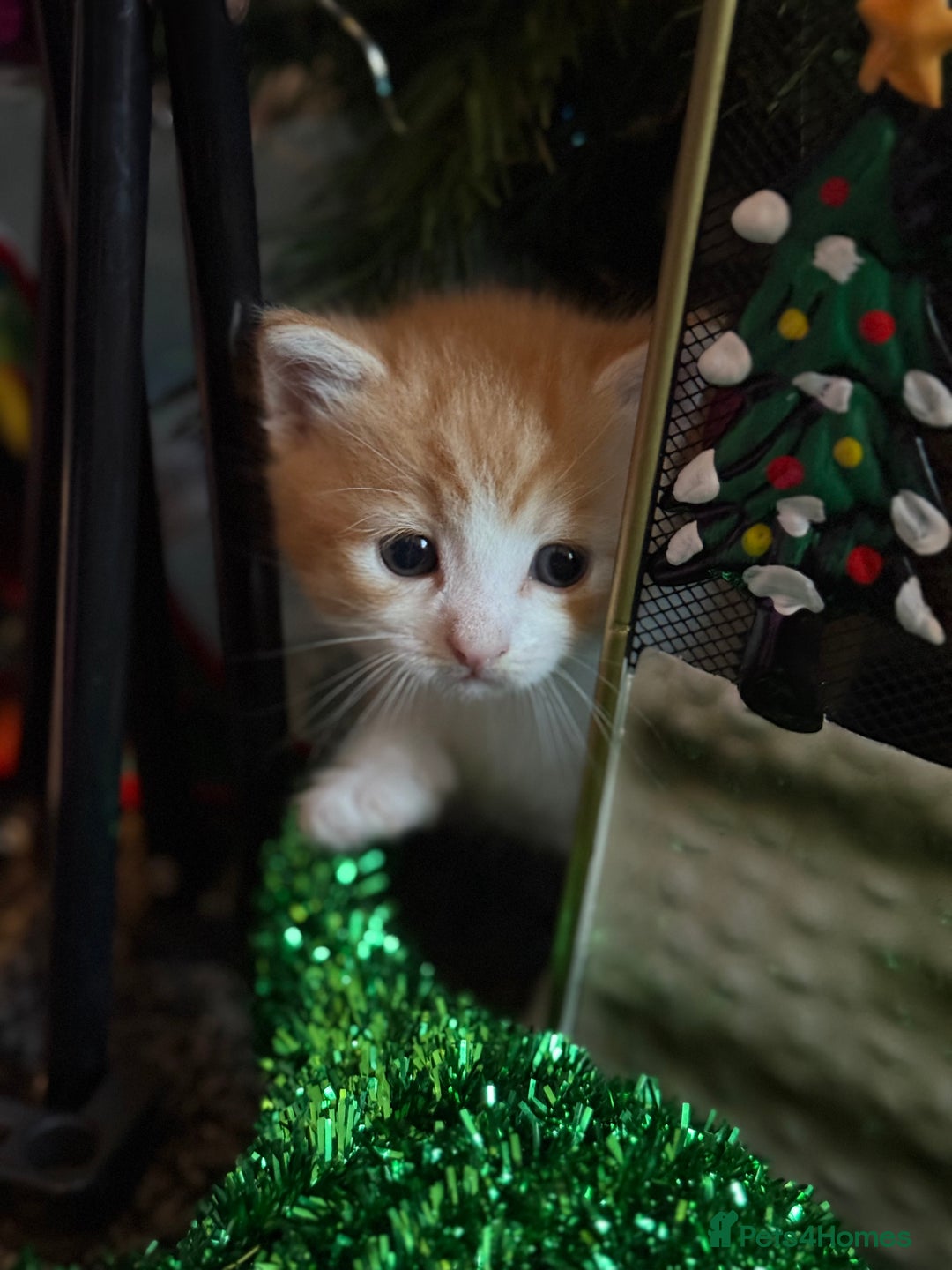 Mixed Breed cats for sale: 4 beautiful kitty’s for sale  - Advert 4