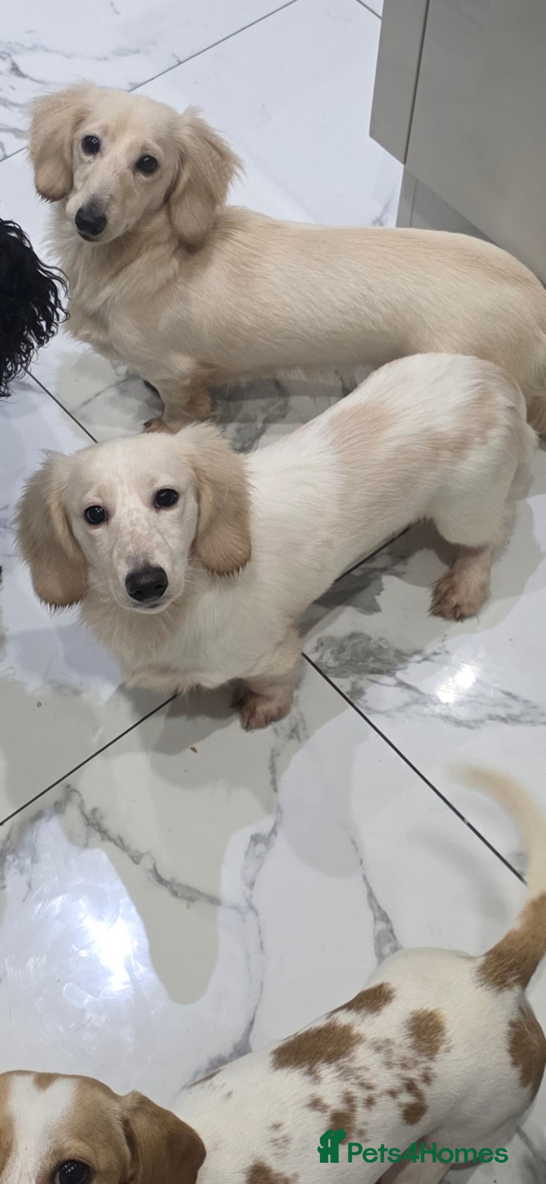 Miniature Dachshund dogs for sale: Miniature Dachshund cream piebald long-haired  - Advert 5