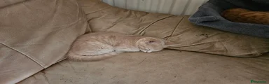 Mixed Breed 3