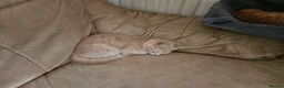 Mixed Breed cats for sale: 3 beautiful kittens ready now - Advert 2