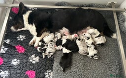 Welsh Corgi Cardigan dogs for sale: Show Quality KC Pedigree Corgi Cardigan Puppies  - Image 6