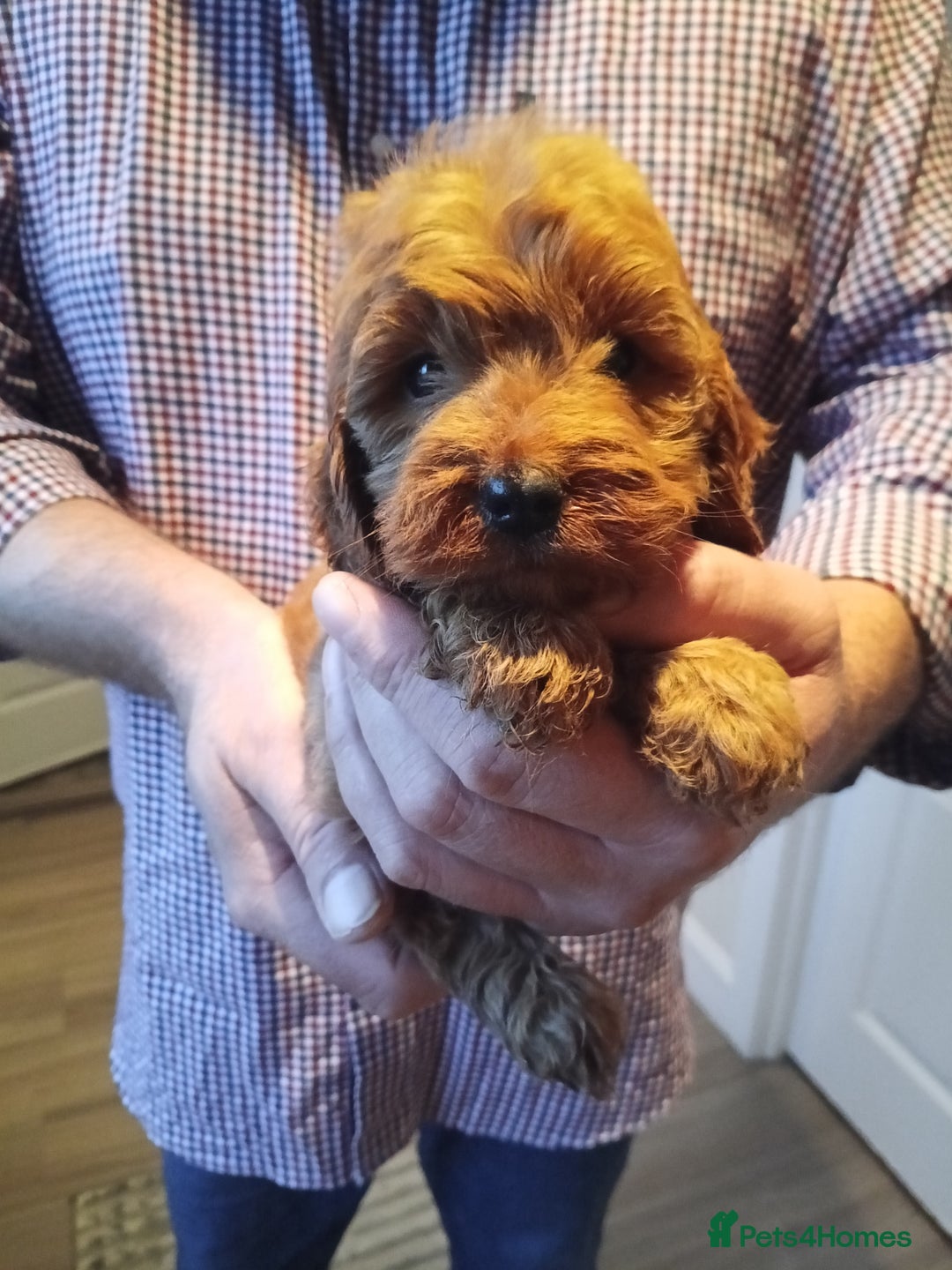 Cockapoo dogs for sale: Cockapoo puppies f1 show) ❤️ fox Red. !!!!!!. - Image 16