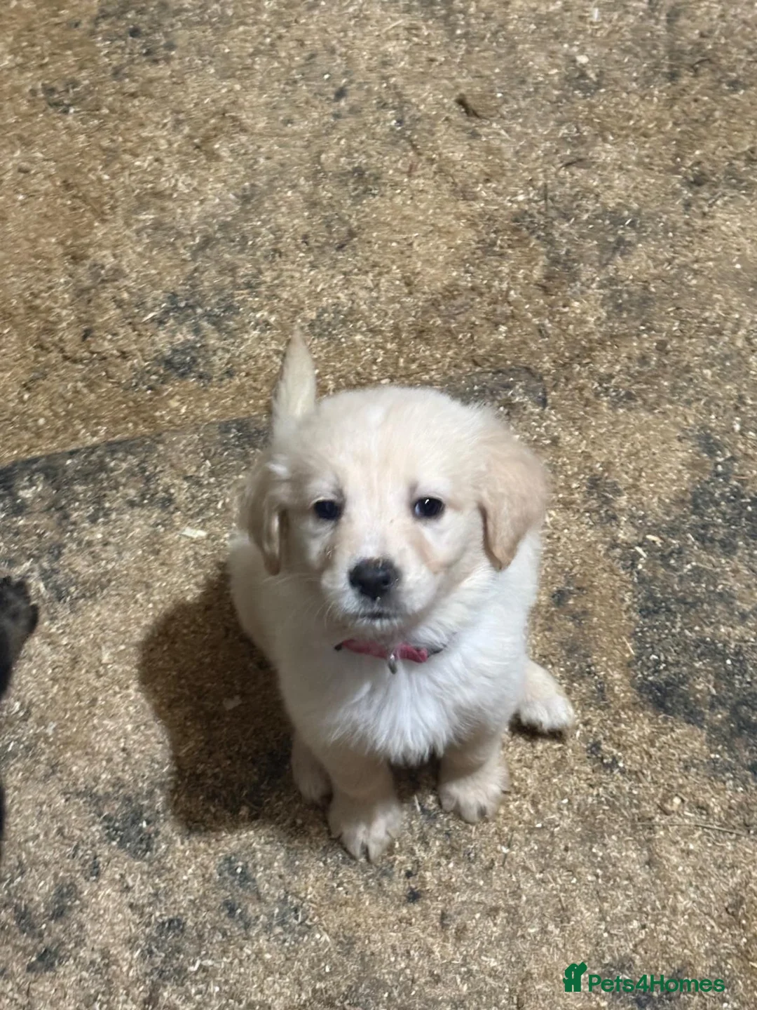 Golden Shepherd dogs for sale: Golden Shepherd puppies for sale!!  - Advert 2