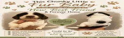 Sprocker dogs for sale: F1 sprocker puppies  in Bargoed - Advert 21