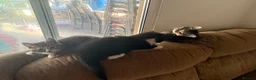 Mixed Breed cats for sale: 4Adorable Little Kittens Looking for Loving Homes  in Grays - Advert 1