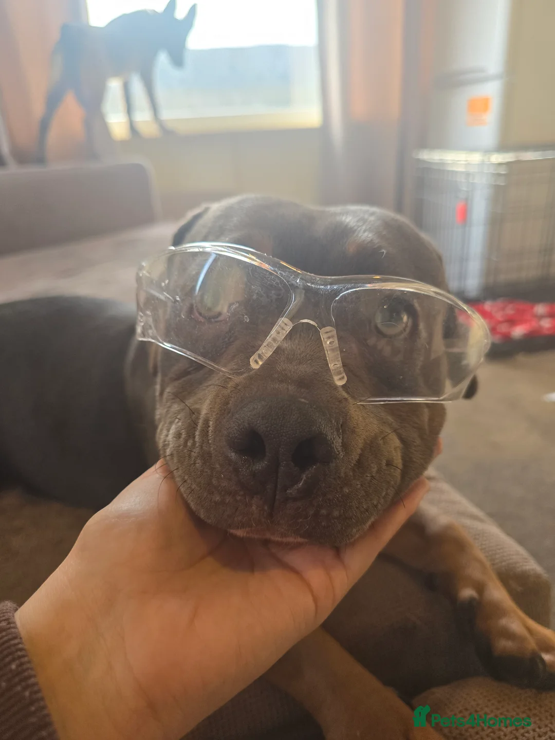 American Bully dogs for sale: ✨️pocket bully✨️ - Advert 3