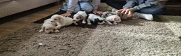 Cockapoo dogs for stud: F1 Blue Merle cockapoo **PROVEN** **CHAMPION BLOOD - Advert 17
