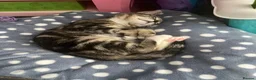 Mixed Breed cats for sale: 14 week old male kitten - Advert 8
