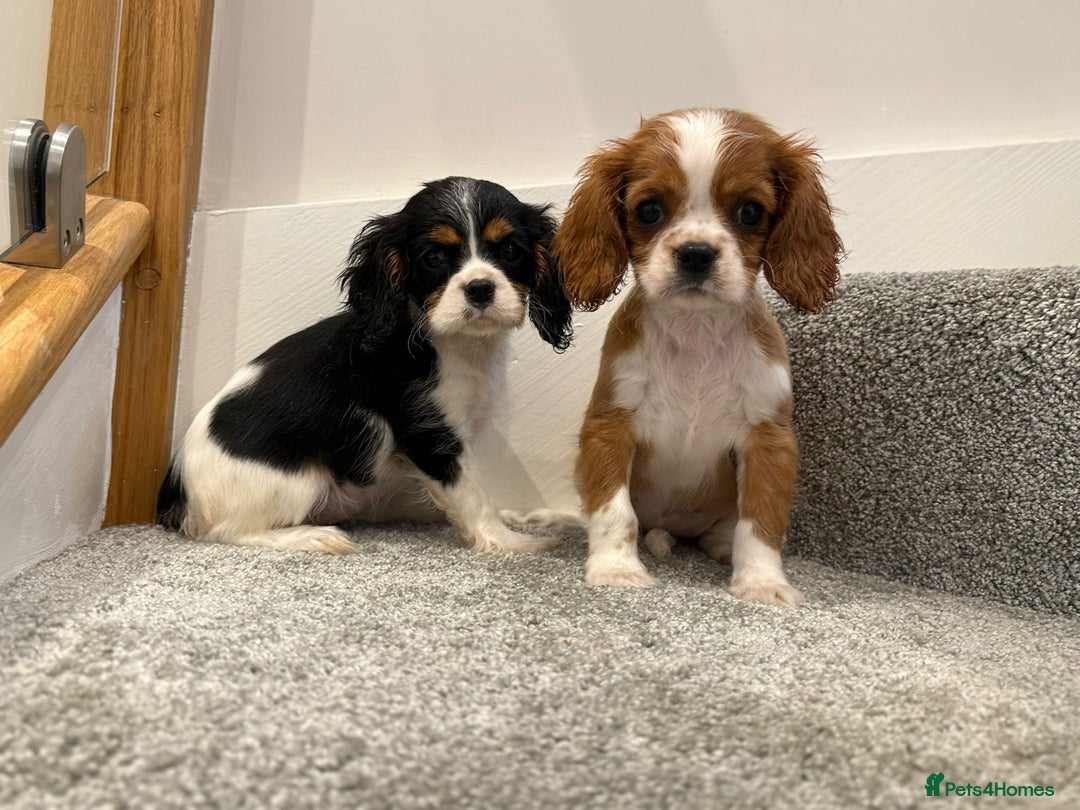 Cavalier King Charles Spaniel dogs for sale: Cavalier puppies  - Image 7