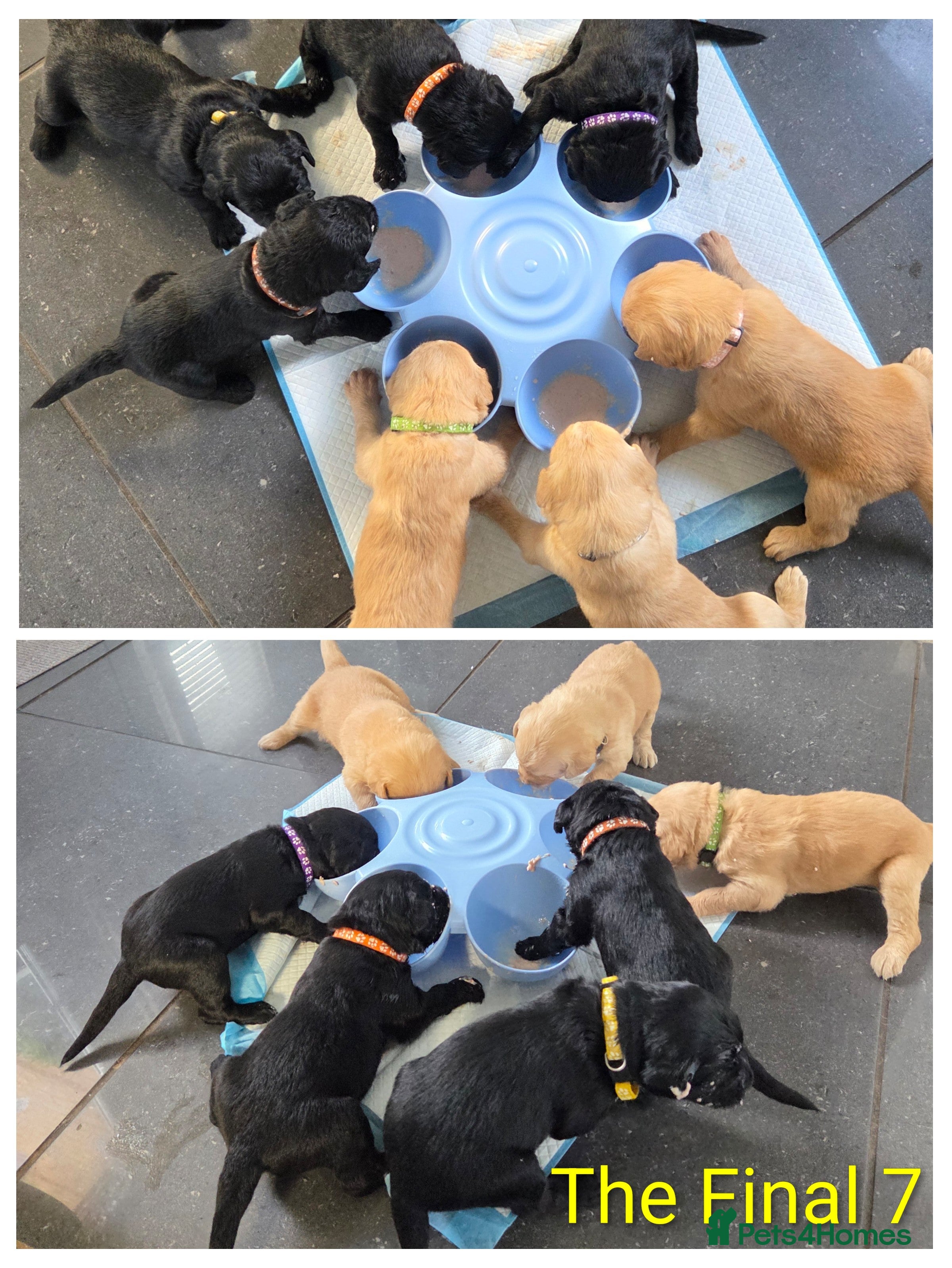 Labradoodle dogs Labrodoodle Puppies - Advert 17