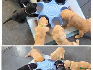 Labradoodle dogs Labrodoodle Puppies - Advert 17