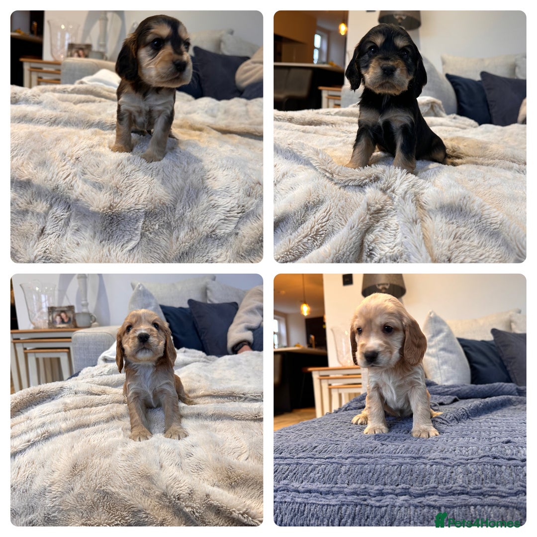 Cocker Spaniel dogs for sale: Stunning Working X Show Puppies. The Perfect Mix - Advert 1