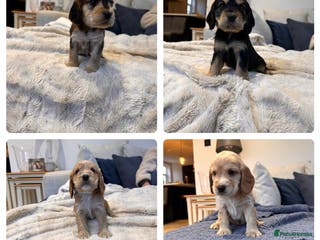 Cocker Spaniel dogs Stunning Working X Show Puppies. The Perfect Mix - Advert 16