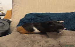 Guinea Pig rodents for sale: Male Guinea Pig - Advert 1