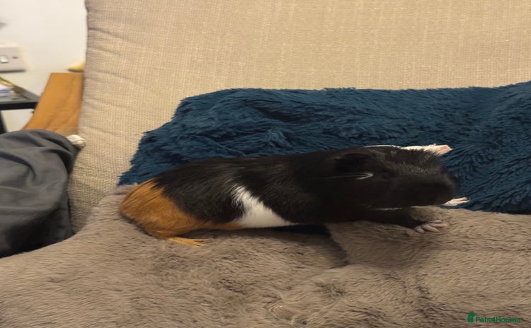 Guinea Pig rodents Male Guinea Pig - Advert 7