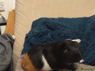 Guinea Pig rodents Male Guinea Pig - Advert 16