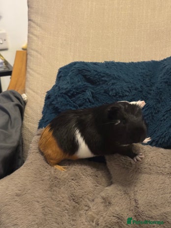 Guinea Pig rodents Male Guinea Pig - Advert 1