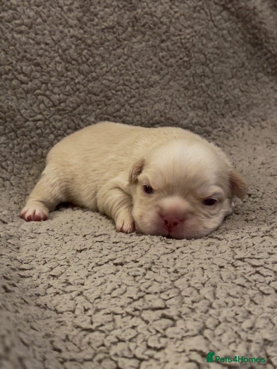 French Bulldog dogs for sale: 🔥Outstanding Quality Fluffy Frenchies🔥 - Advert 16