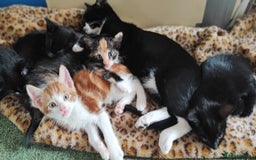 Mixed Breed cats for sale: kittens gorgeous kittens for sale  - Image 9