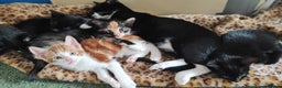 Mixed Breed cats for sale: kittens gorgeous kittens for sale  - Advert 12
