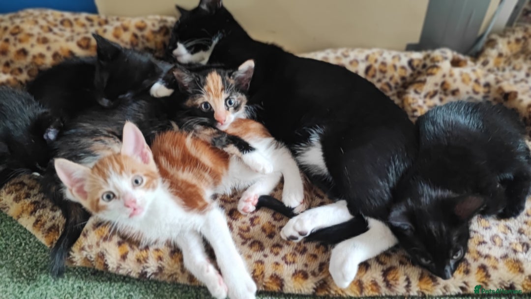 Mixed Breed cats for sale: kittens gorgeous kittens for sale  - Image 9