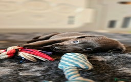 Labrador Retriever dogs for sale: THE LAST 4 KC HEALTH TESTED LABS READY TO NOW.  - Image 29