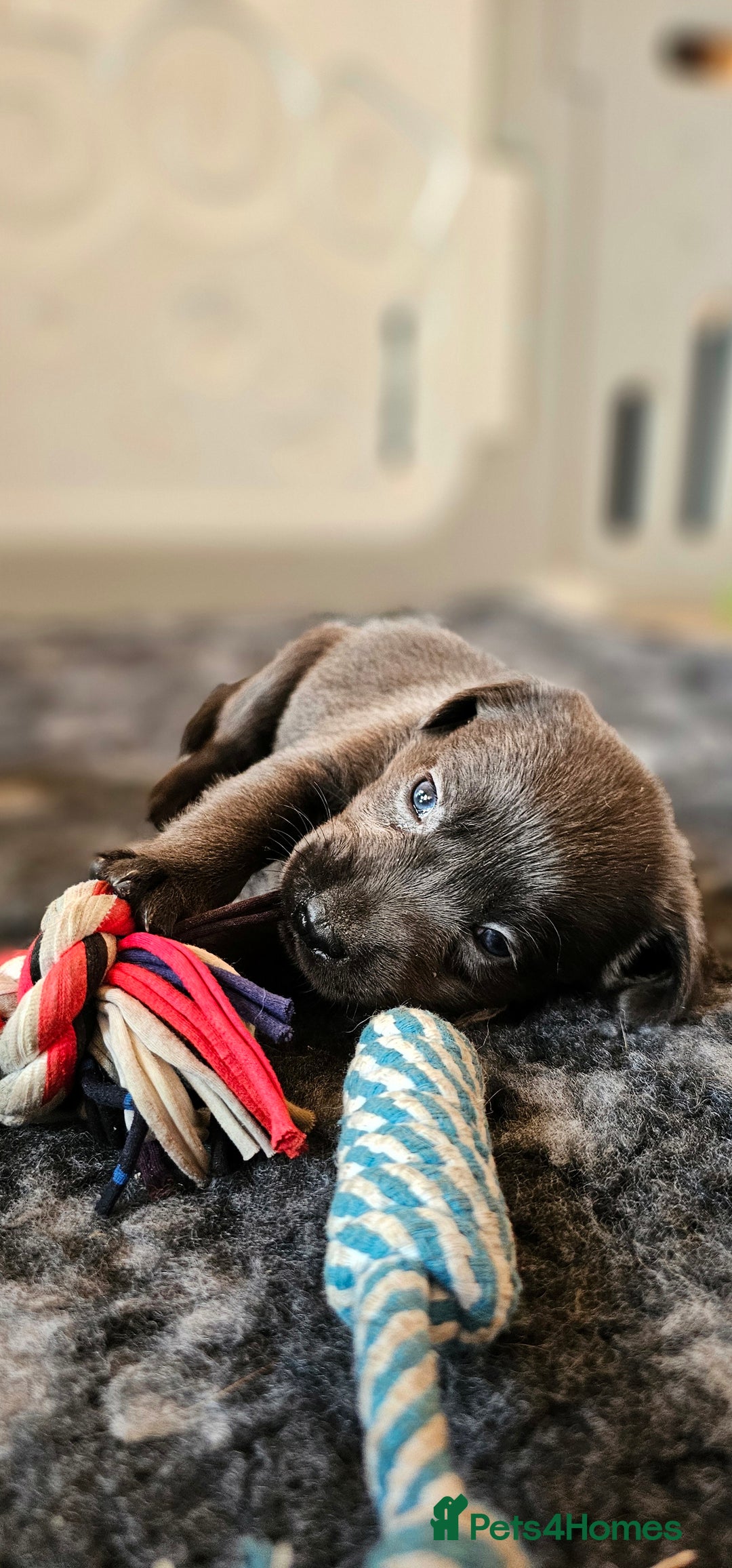 Labrador Retriever dogs for sale: THE LAST 4 KC HEALTH TESTED LABS READY TO NOW.  - Image 29