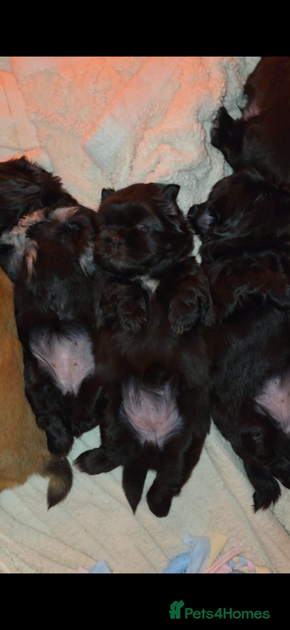 Shih Tzu dogs Beautiful Shih Tzu Puppies 5 girls 1 boy - Advert 2