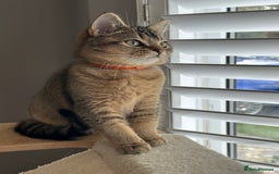 British Shorthair cats for sale: READY NOW! 2 available girls - Advert 17