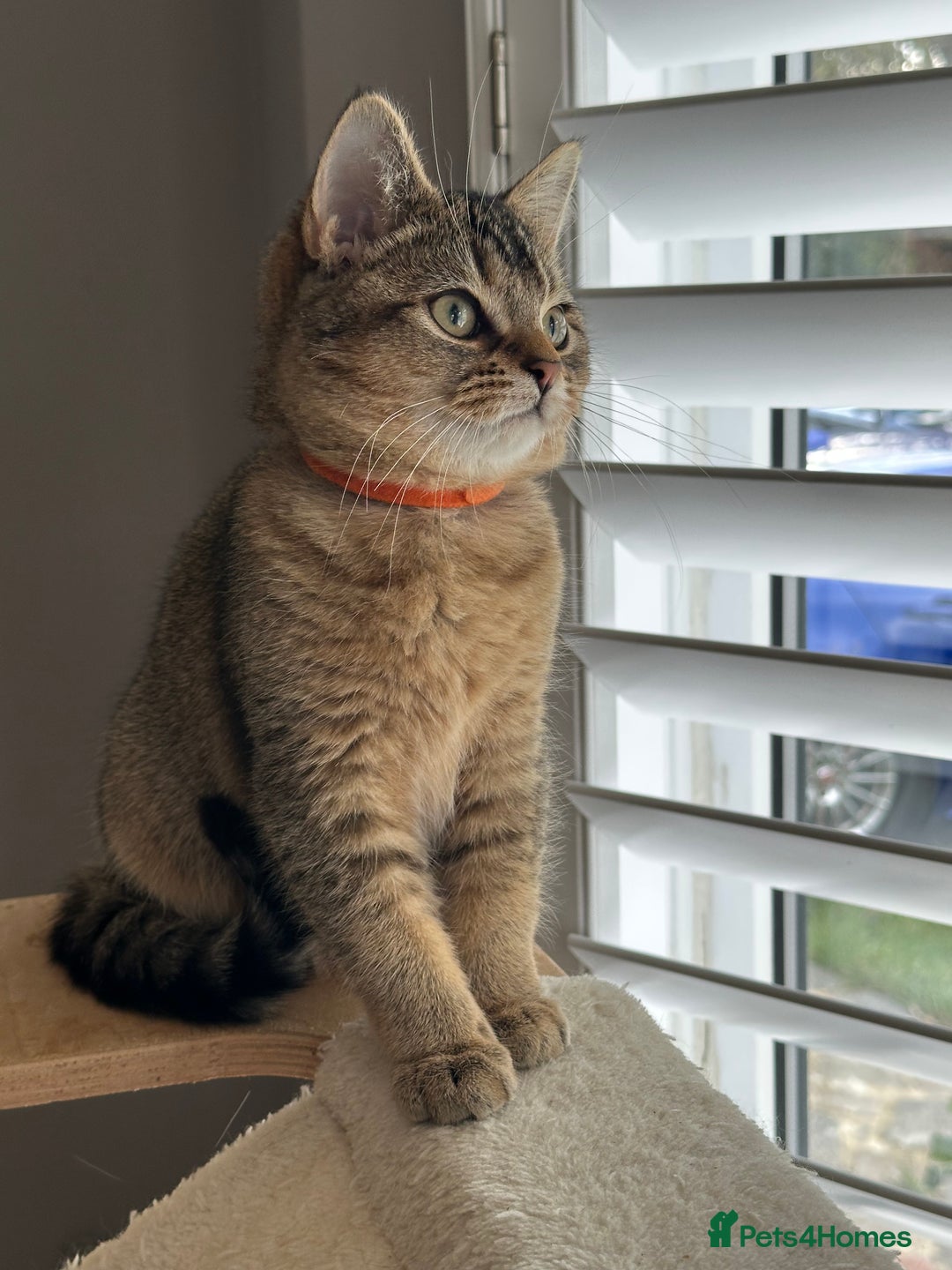 British Shorthair cats for sale: READY NOW! 2 available girls - Advert 17