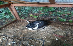 Mixed Breed rabbits for sale: Male rabbit  - Image 1