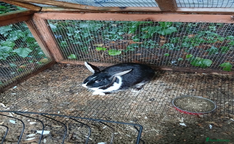 Mixed Breed rabbits - Advert 1