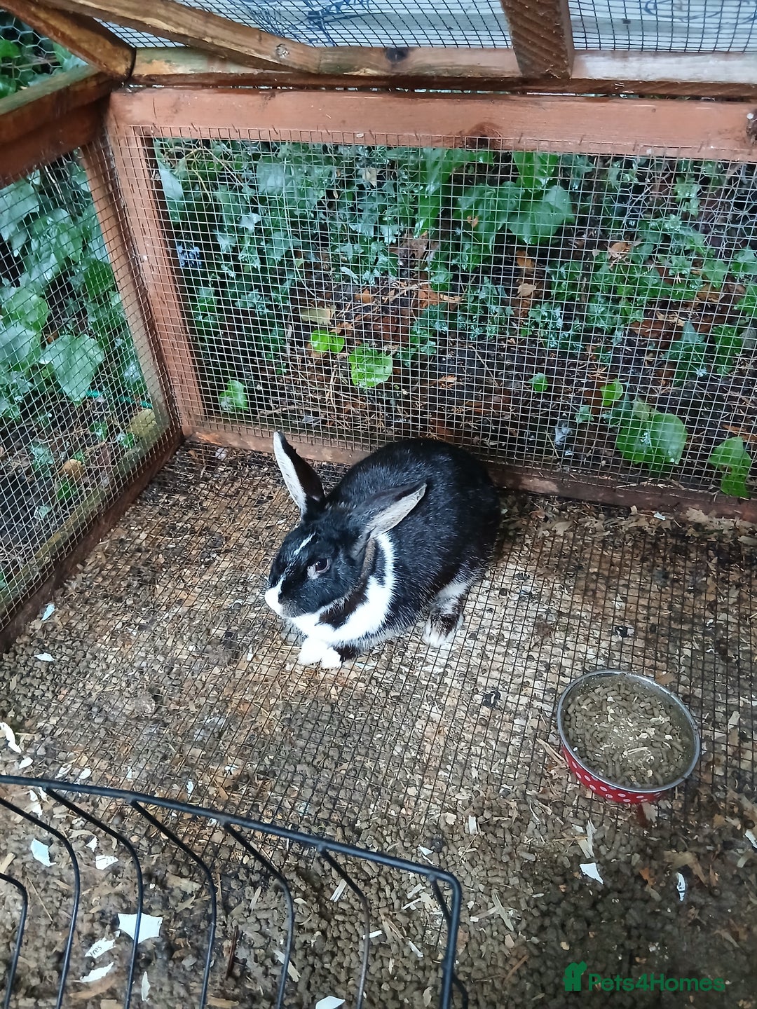 Mixed Breed rabbits for sale: Male rabbit  - Image 1