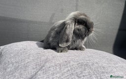 Mini Lop rabbits for sale: Mini Lops Ready to Leave Now! - Image 9