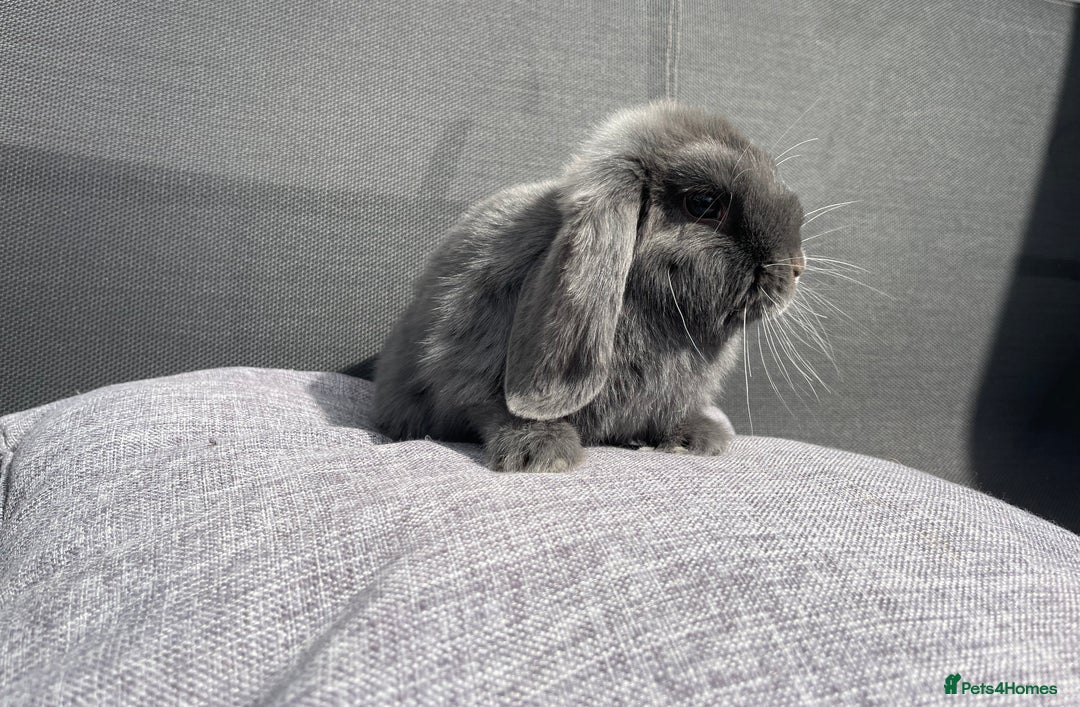 Mini Lop rabbits for sale: Mini Lops Ready to Leave Now! - Image 9