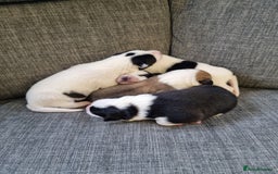 Mixed Breed dogs for sale: Chunky border collie cross puppies - Image 7
