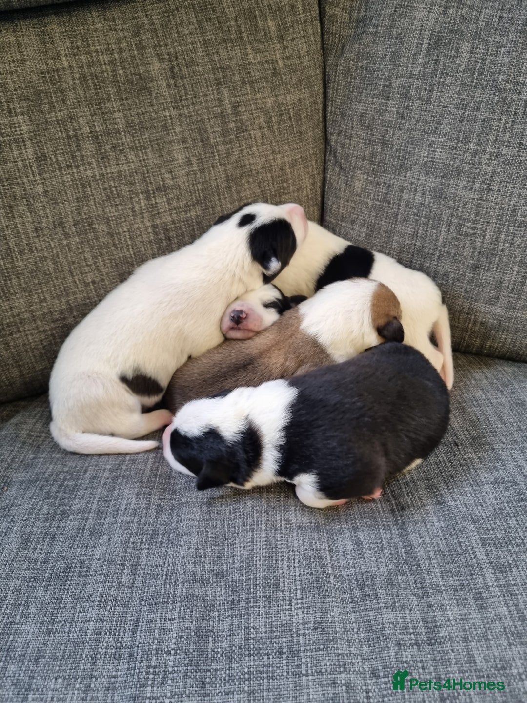 Mixed Breed dogs for sale: Chunky border collie cross puppies - Image 7