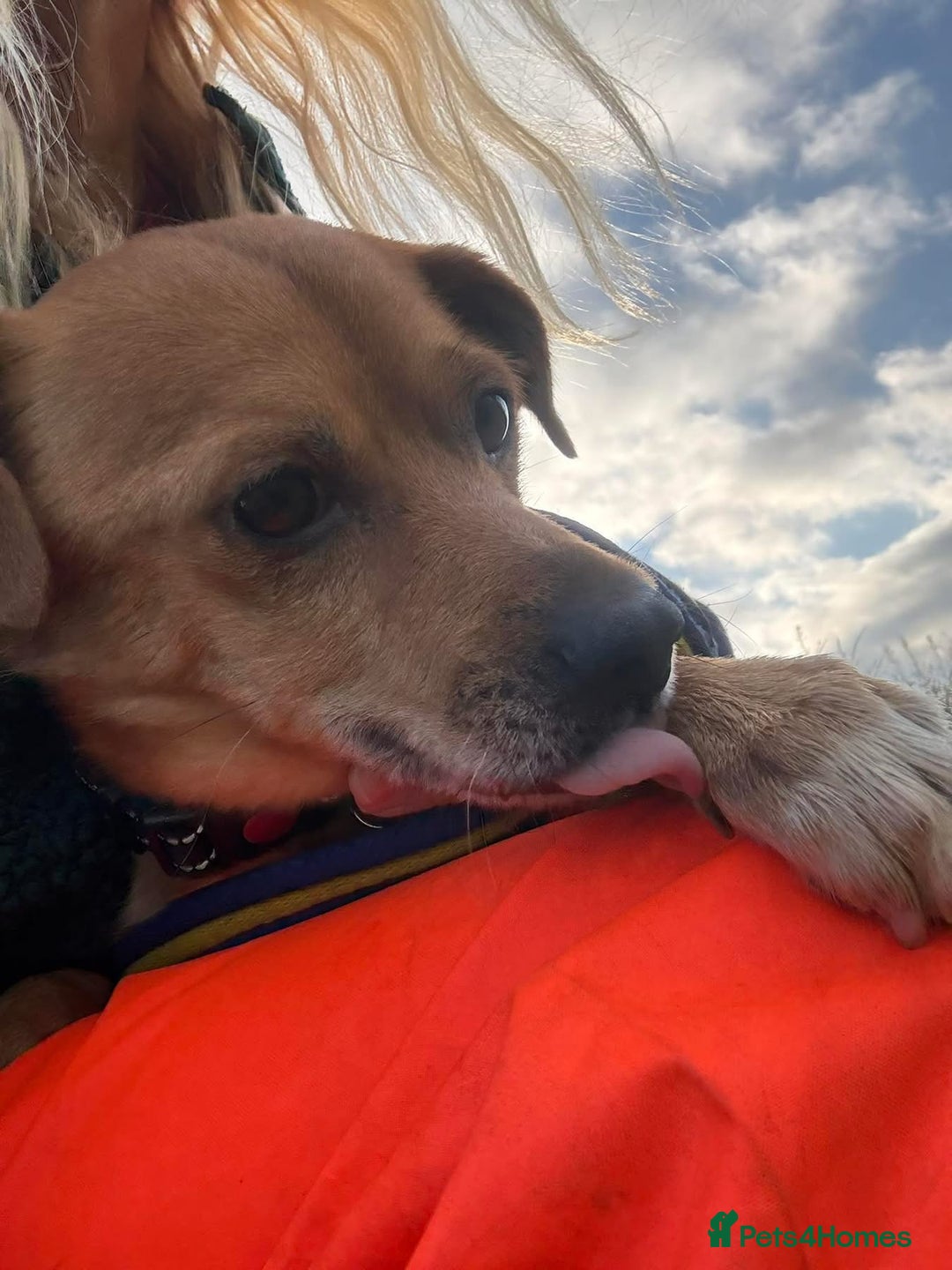 Mixed Breed dogs for adoption: Fry - Norwich Norfolk  - Advert 15