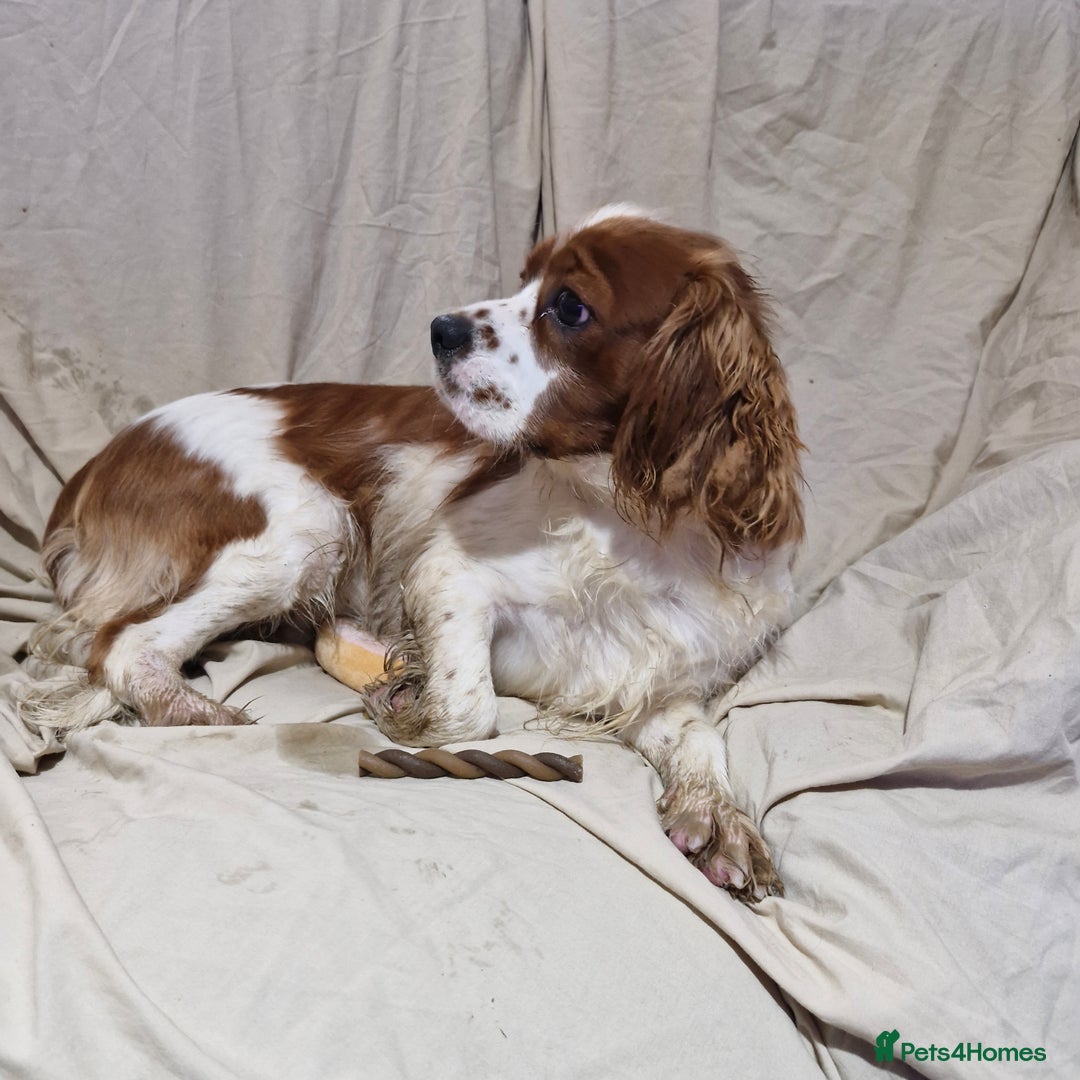 Cavapoo dogs for sale: Cavapoo puppies  - Image 18