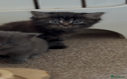 Russian Blue cats for sale: Maincoon Russian blue.  - Image 2