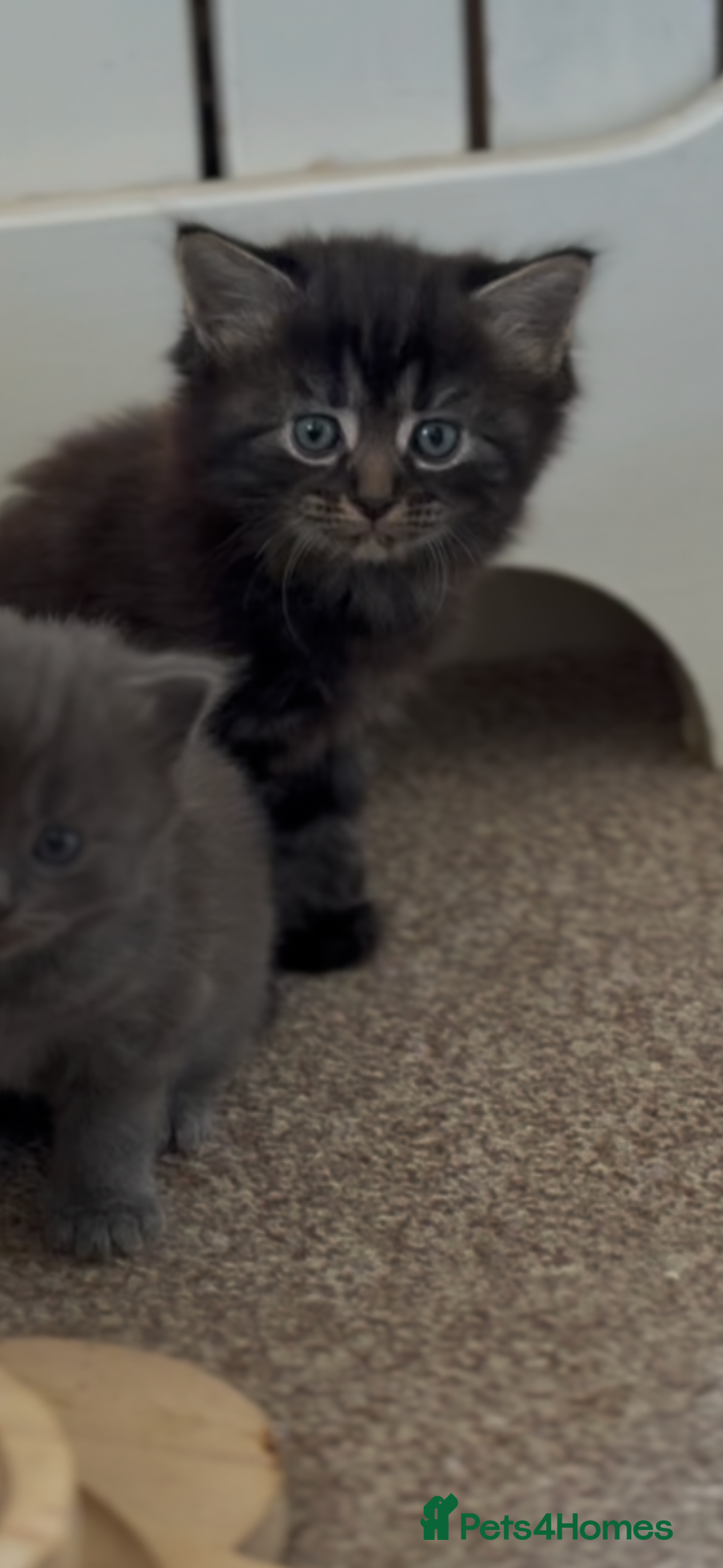 Russian Blue cats for sale: Maincoon Russian blue.  - Image 2