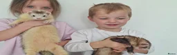 Ferret rodents for sale: Silly tame ferrets - Advert 6
