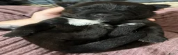 Mixed Breed dogs for sale: Gorgeous Blue & Brindle Mixed Breed Puppies 🫐💗 - Advert 25