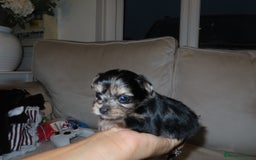 Chorkie dogs for sale: Beautiful Chorkie puppies for sale - Image 7