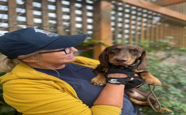 Dachshund dogs - Advert 4
