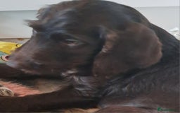 Mixed Breed dogs for sale: Poodle/pointer puppies in Cumnock - Image 3