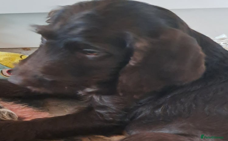 Mixed Breed dogs in Cumnock - Advert 1